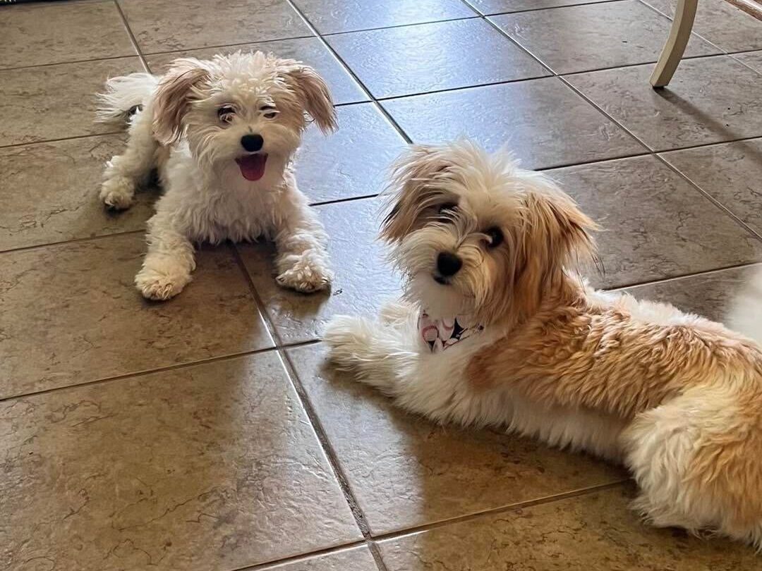 Two Havanese puppies play inside a house.