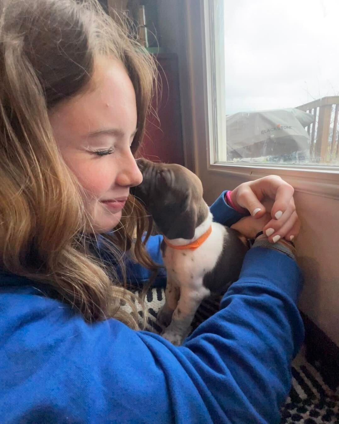 A girl gets puppy kisses from a small brown GSP puppy.