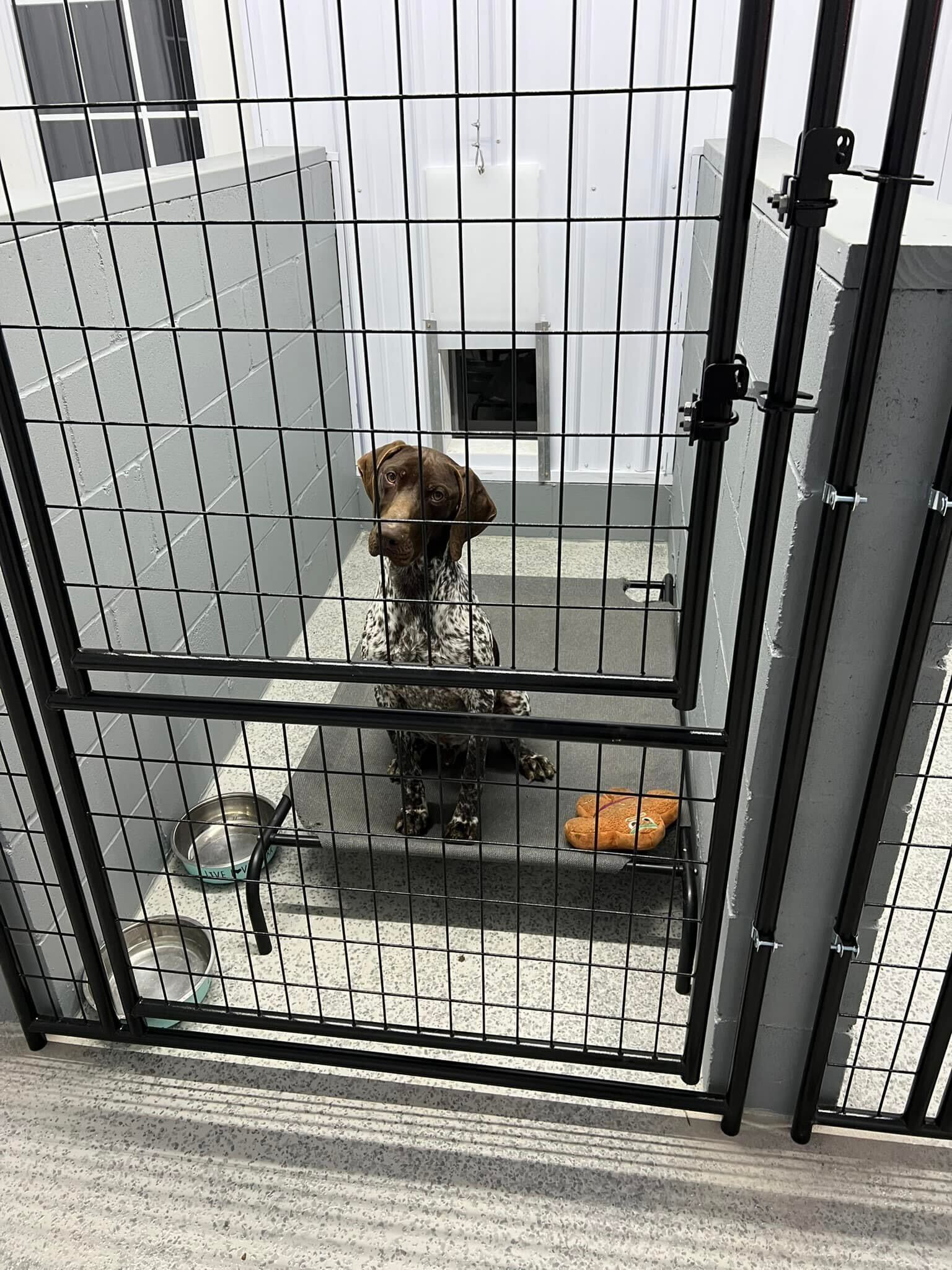 A dog sits on its cot in a boarding facility