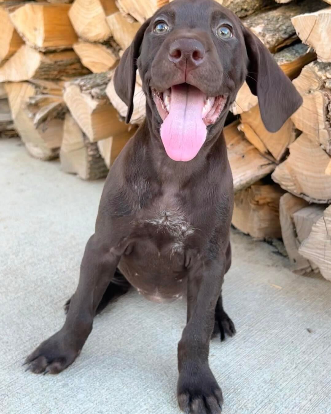 A brown GSP puppy smiles at the camera in front of a wood pile.