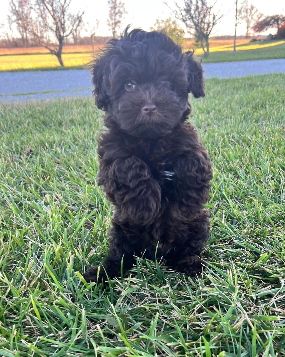 A chocolate Havanese puppy stands on its back legs