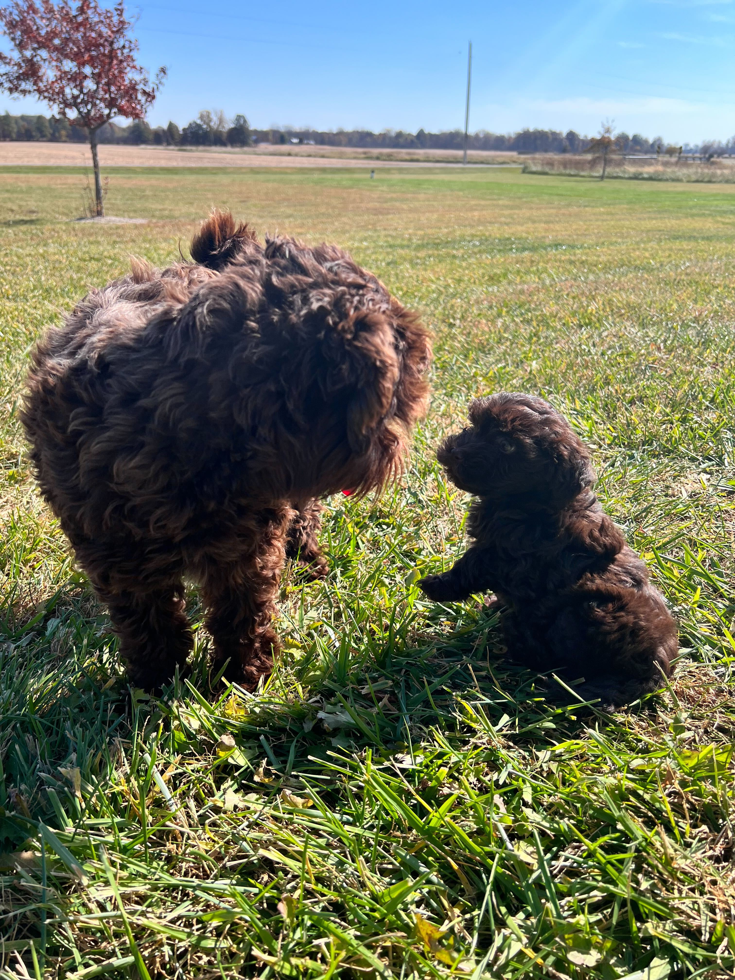 A chocolate Havanese dog and its puppy interact in a yard.