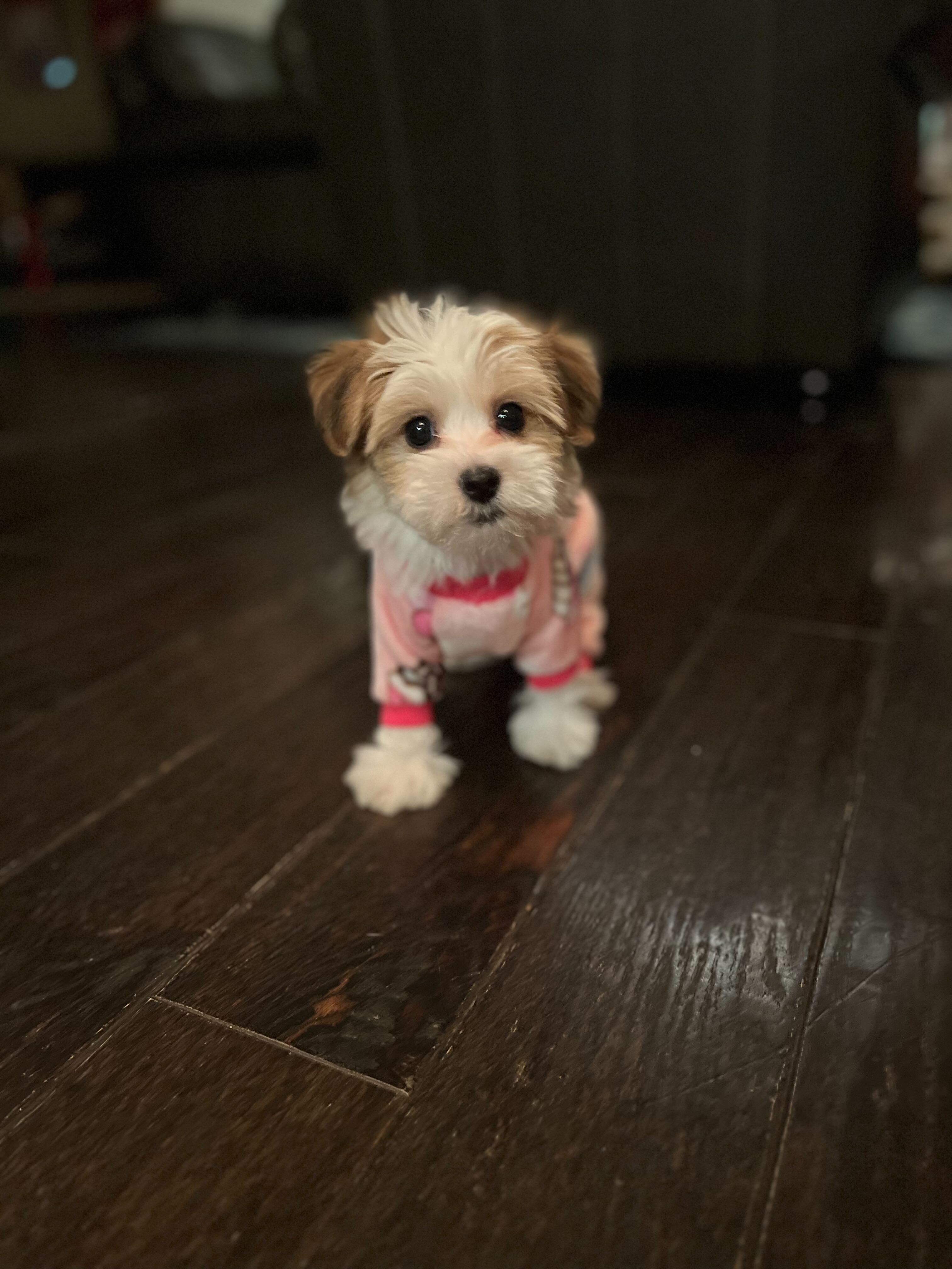 A Havanese puppy wears pink pajamas.